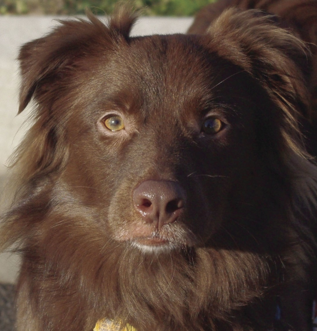 Pets of the Week: Blaze